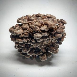 Organic Mushroom Kits