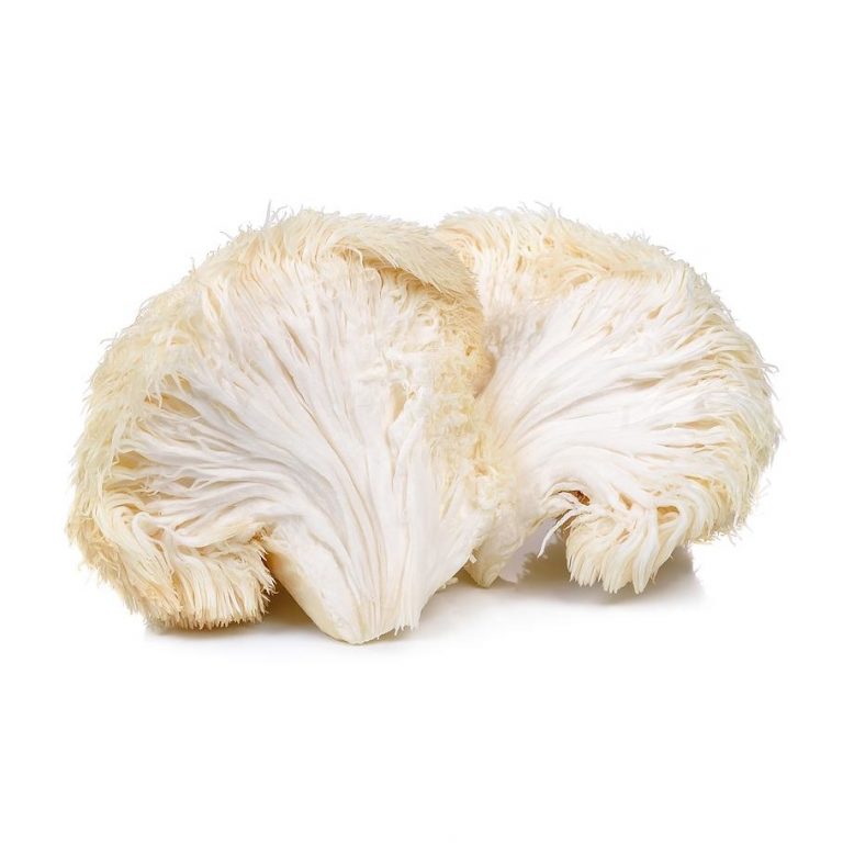 Dried Lion's Mane Mousam Valley Mushrooms